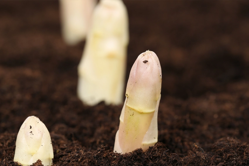 Asperges - ook wel <em>het witte goud</em> genoemd, omdat asperges slechts kort per jaar worden geoogst en vroeger een kostbare delicatesse waren, kregen ze deze bijnaam.